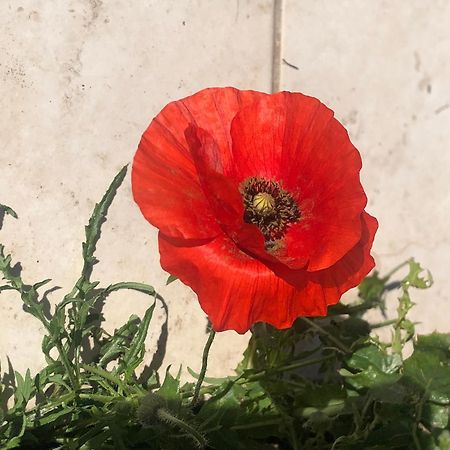 Chez Guy Bed & Breakfast Marseille Bagian luar foto